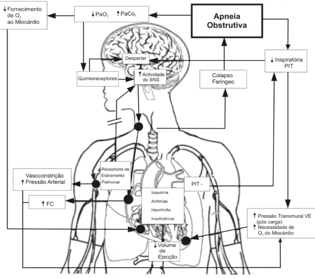 Figura 2 – Efeitos fisiopatológicos da apneia obstrutiva sobre o sistema cardiovascular