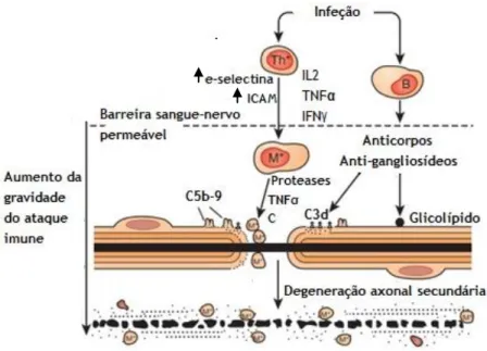 Figura  4-  Fisiopatologia  da  PDIA  (Adaptada  e  traduzida  de  [12]).  Uma  infeção  precedente  pode  desencadear  a  formação  de  autoanticorpos  e  linfócitos  T  auxiliares  (Th)  ativados