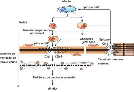 Figura 5: Fisiopatologia da NAMA e NAMSA (Adaptada e traduzida de [12]). O mimetismo molecular  entre epítopos semelhantes a GM1, presentes no LPS do C