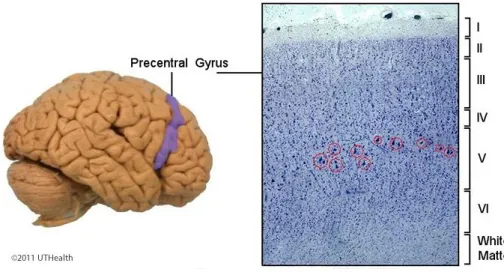 Figura 6- Camadas histológicas do córtex cerebral- células de Betz na camada V. (25) 