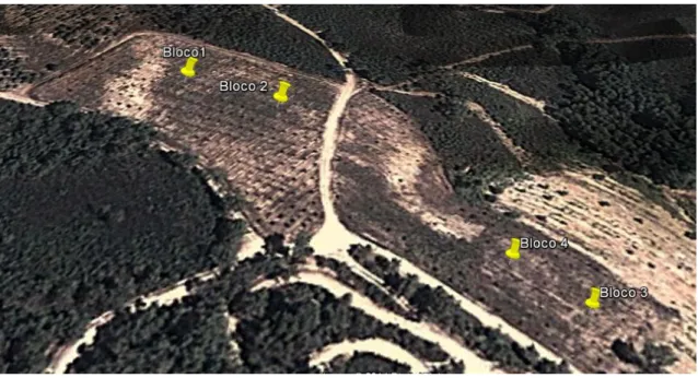 Figura  3  -  Plantação  de  medronheiros  (Estreito,  Oleiros)  Coordenadas:  39°57’38’’N  7°48’55,24’’O 647 m 
