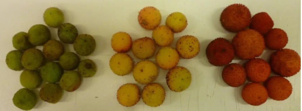 Figura 10 - Frutos em diferentes estados de maturação (verdes, amarelos e vermelhos  claros) colhidos a 5 de Novembro de 2013, utilizados na experiência II