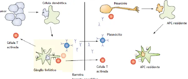 Figura  1:  Um  mecanismo  proposto  para  a  degeneração  neuronal  paraneoplásica:  células  tumorais  são  fagocitadas  por  células  dendríticas  imaturas  e  transportadas  até  aos  gânglios  linfáticos  para  serem  apresentadas às células T