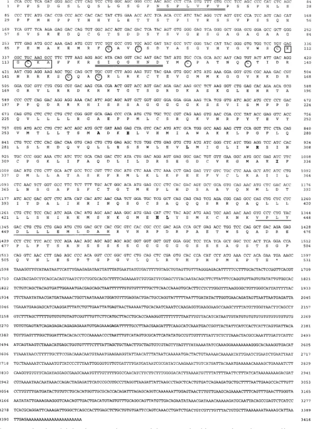 Figure 1 Nucleotide and deduced amino acid sequence of clone Z22 isolated from a seabream liver cDNA library (GenBank accession number AF136979)