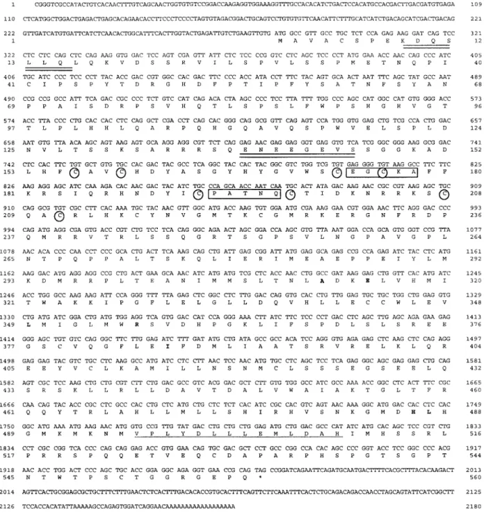 Figure 2 Nucleotide and deduced amino acid sequence of clone Q45 isolated from seabream ovary cDNA library (GenBank accession number AF136980)