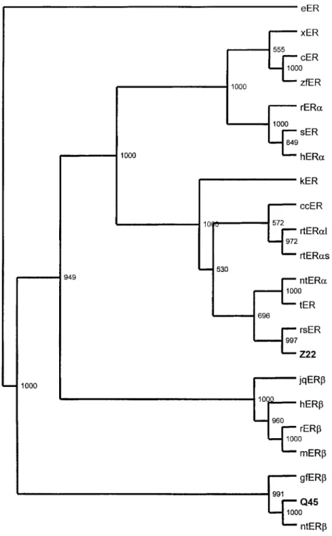 Figure 3 Phylogenetic unrooted tree – the most parsimonious consensus tree of estrogen receptors
