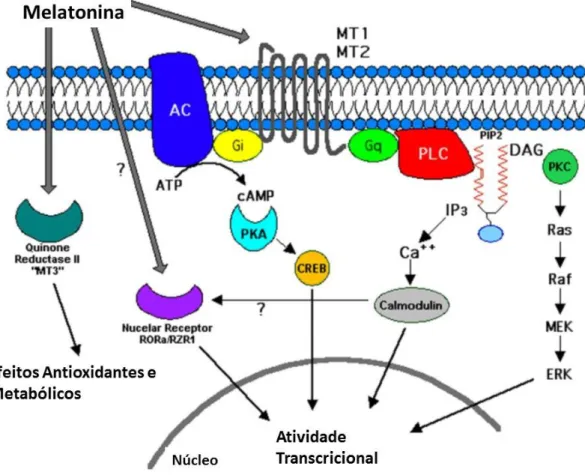 Figura  1-Representação  esquemática  das  vias  de  sinalização  dos  recetores  de  melatonina