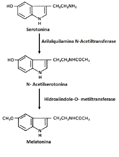 Figura 2- Representação esquemática da síntese de melatonina. Adaptado de (Klein et al., 2010)