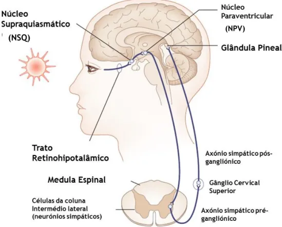 Figura  3-  Representação  da  via  que  conecta  a  retina  à  glândula  pineal.  A  informação  de  luz  é  inicialmente enviada da retina para o NSQ, onde se localiza o relógio circadiano