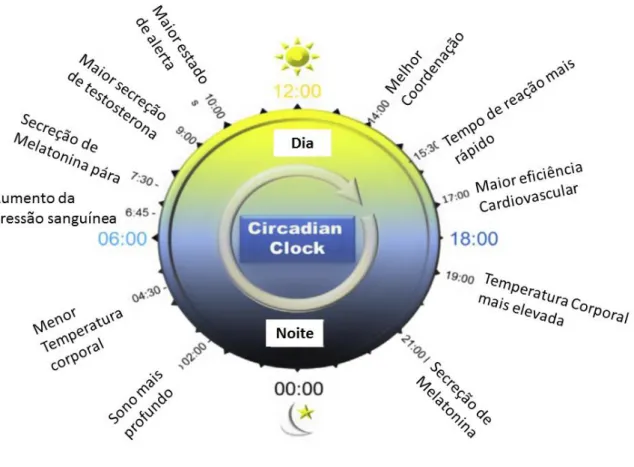 Figura 4- Representação esquemática de todas as alterações circadianas que ocorrem durante 24h