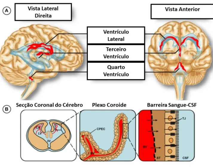 Figura 7- Localização do Plexo Coróide no Cérebro Humano. (A) Ilustração da presença do plexo nos  ventrículos laterais, terceiro e quarto ventrículo, assinalados a vermelho