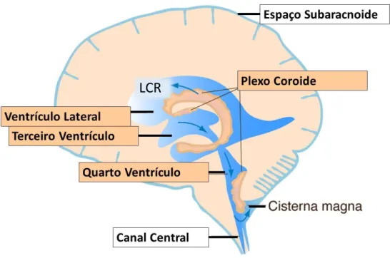 Figura 8- Secreção e circulação do LCR. O LCR é secretado pelo plexo coróide, tecido localizado em  cada  ventrículo  do  cérebro