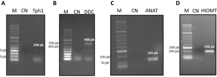 Figura  9-  Eletroforese  em  gel  de  agarose  1,5%  ilustrando  a  expressão  de  mRNA  dos  genes  das  enzimas da via de síntese da melatonina em plexo coróide de rato