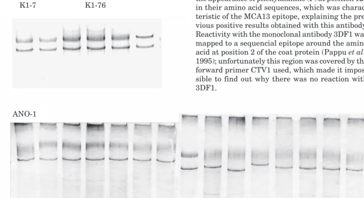 Fig. 1. SSCP patterns of IC/RT-PCR products of the Egyptian isolates (K1, K2 and ANO) and a positive  con-trol isolate (C+).