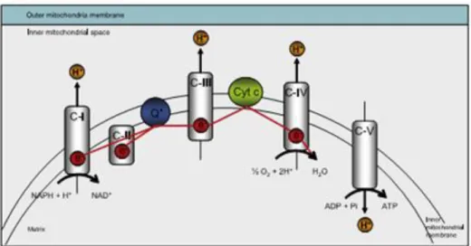 Figura  1.4|  Mitocôndria  e  ROS.  (A)  Esquema  de  transporte  de  eletrões  na  cadeia  mitocôndrial