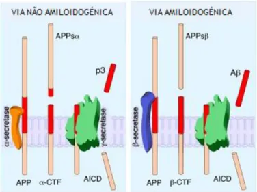 Figura 1.10| Esquema representativo do processamento da APP. Na via não amiloidogénica (lado esquerdo) a α- α-secretase  cliva  a APP no  interior  do  domínio Aβ,  formando-se o  fragmento  solúvel  p3