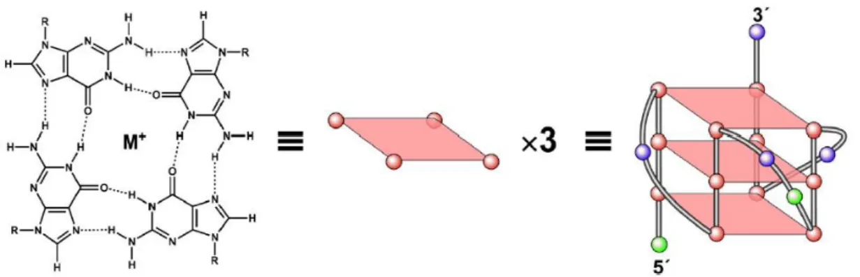 Figura  2:  estrutura  do  quarteto  de  guanina,  com  a  exemplificação  do  deu  empacotamento  e  enrolamento do G-quadruplex intramolecular, formado no promotor c-MYC