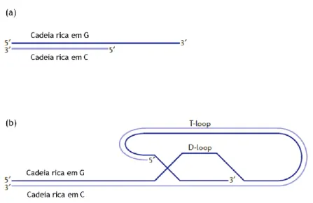 Figura 5: Diferentes configurações dos telómeros. (a) DNA telomérico em cadeia dupla e simples; (b) T- T-loop formado devido à intercalação da cadeia simples com o DNA duplo com a formação de um segundo  loop, o D-loop