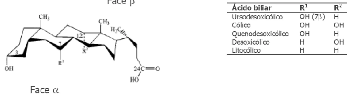 Figura  12:  Estrutura  química  dos  ácidos  biliares,  com  a  representação  da  face  α  e  face  β,  dada  pela 