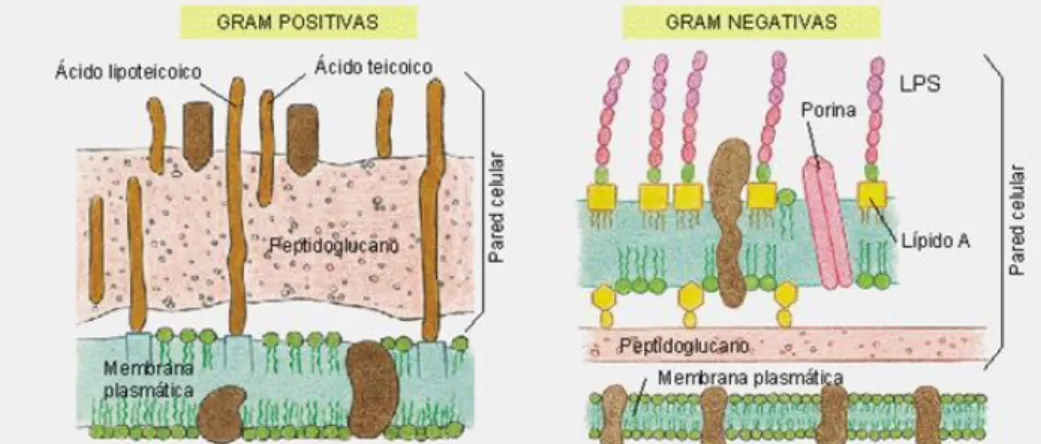 Figura 7. Envelopes bacterianos das bactérias Gram positivas e negativas 
