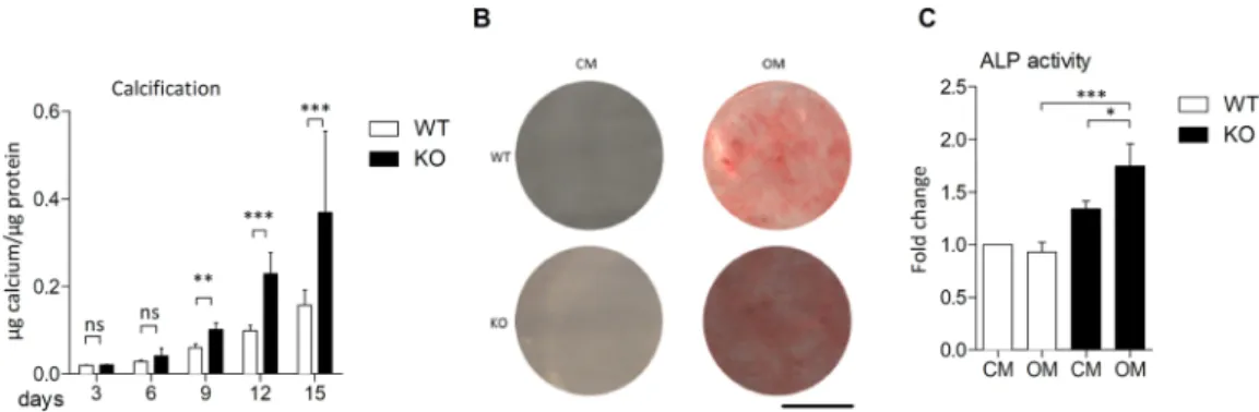 Figure 4.  mVSMCs from Ucma/GRP −/−  mice show increased calcification. Cells from Ucma/GRP −/−  mice and  WT counterparts were incubated with growth medium (CM) or osteogenic medium (OM) containing 2.6 mM  phosphate