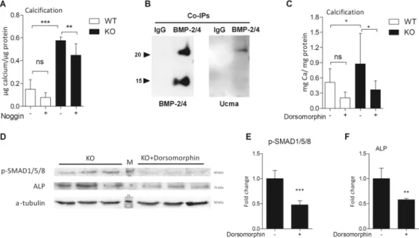 Figure 6.  Ucma/GRP is involved in suppressing osteo/chondrogenic differentiation by interacting with BMP-2