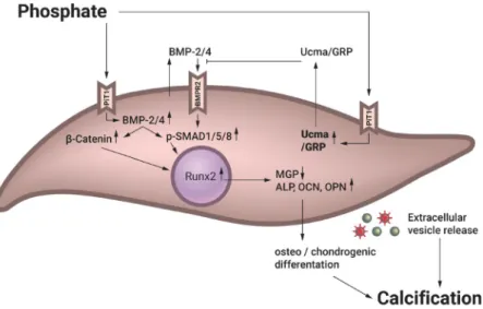 Figure 7.  Proposed model of the protective effect of Ucma/GRP in calcifying mVSMCs. Ucma/GRP expression  is increased as a negative feedback loop mechanism when extracellular phosphate is elevated
