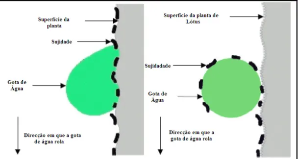Figura 3 – Modelo de acção das nanoesferas em têxteis: deslizar de uma gota de água numa  planta (à esquerda); deslizar de uma gota de água numa planta de lótus (à direita) (adaptado 