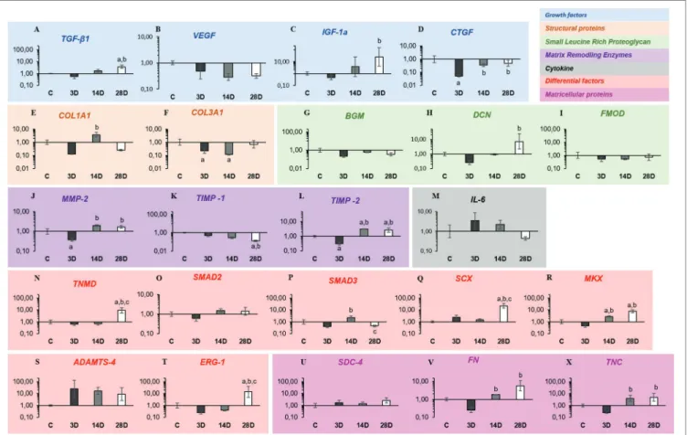 FIGURE 2  |  Gastrocnemius muscle injury modifies the gene expression related to ECM synthesis, remodeling, and tendon repair