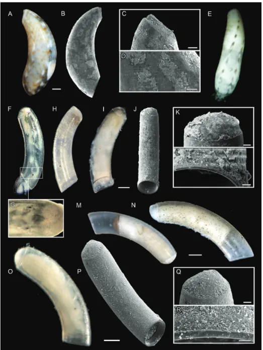 Figure 5.  A–D  Meioceras nitidum,  specimen MNHN-IM-2013-72087  A  light microscopic picture  B  SEM scan C SEM close-up of mucro and D microsculpture E  M