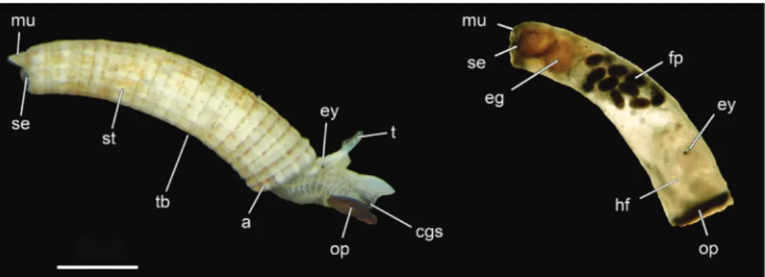 Figure 1. Morphology of Caecum (Caecidae) including important shell features used for morphological  species identification