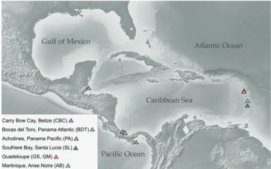 Figure 2. Map of color-coded sampling sites (triangles) for Caecidae in Central American waters.