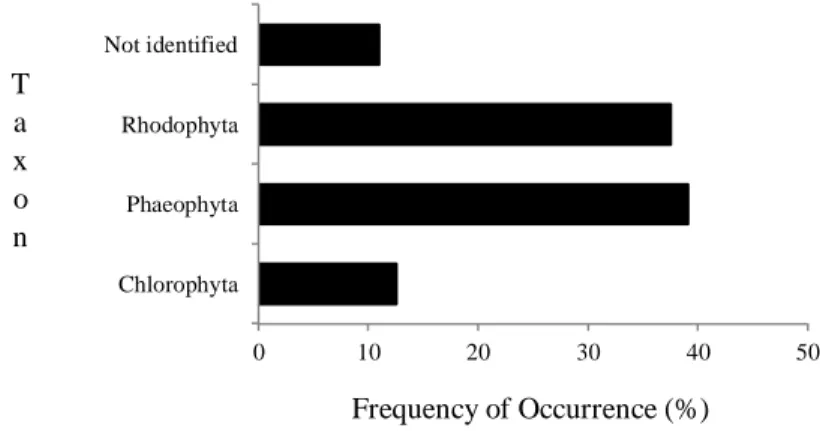 Figure 2 Frequency of Occurrence of algae considered taxon at Arrifes’ Beach. 