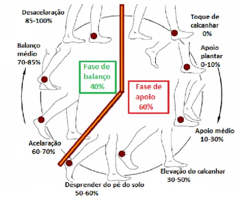 Figura 2.12: Ciclo de marcha humana normal - fases [23].