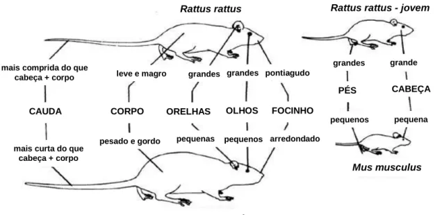 Figura 2 – Características morfológicas de: Mus musculus, Rattus norvegicus e Rattus rattus  (adaptado de Randall, 1999)