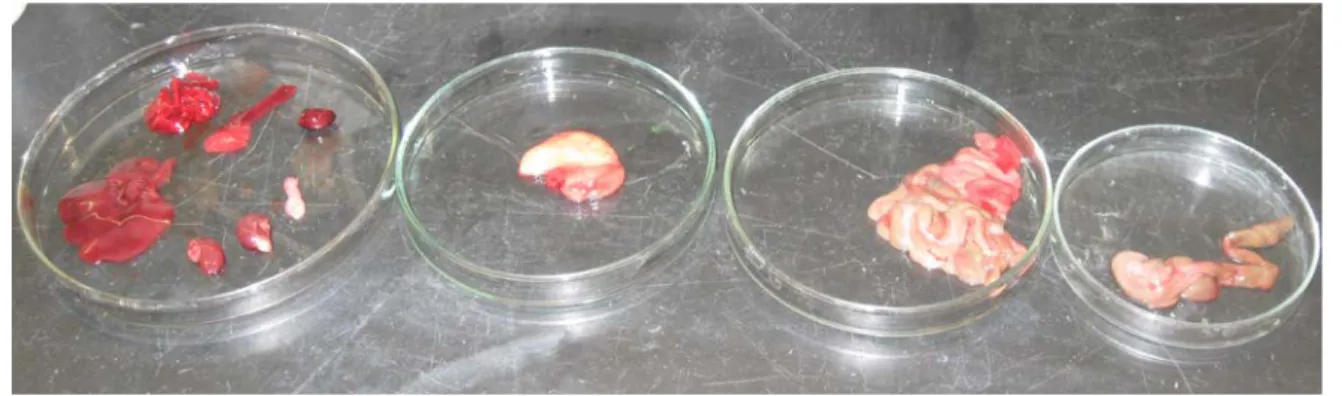 Figura 12 – Individualização dos órgãos em placa de Petri, após necrópsia. 