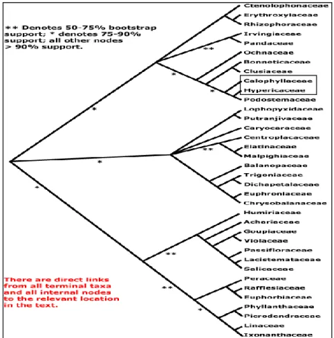 Figura 2. Árvore filogenética da ordem Malpighiales, mostrando em destaque  a posição de Calophyllaceae J