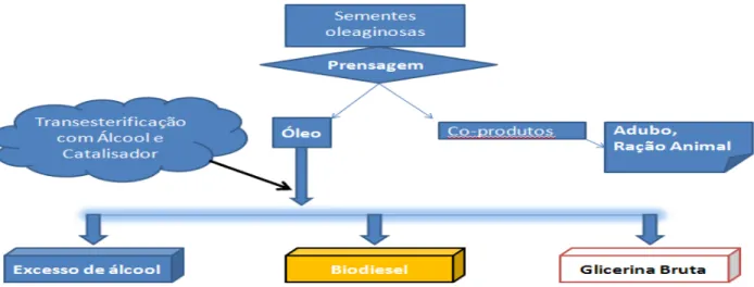 Figura 3: Processo de Obtenção de Biodiesel. 