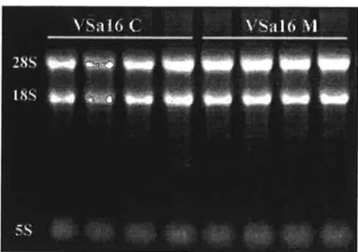 Figure 4: Ten micrograms of total RNA prepared from VSa16 cells grown under control (C) and mineralizing (M) conditions (4 plates each) and separated on a formaldehyde gel.