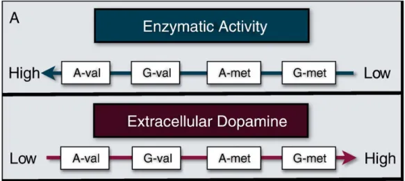Figure 3 - Relationship between enzyme activity and dopamine levels in several genetic  polymorphisms reported for COMT [15]