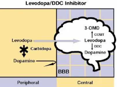 Figure 4: Mechanism of action of the triple prophylaxis therapy for PD [21].  