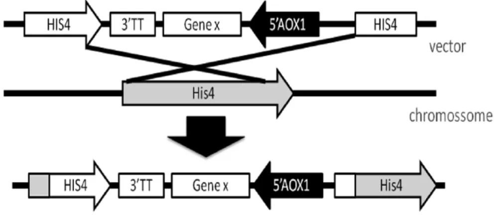 Figure 6 - Integration of the vector by gene insertion at hIS4 into the the Pichia pastoris  genome [28]