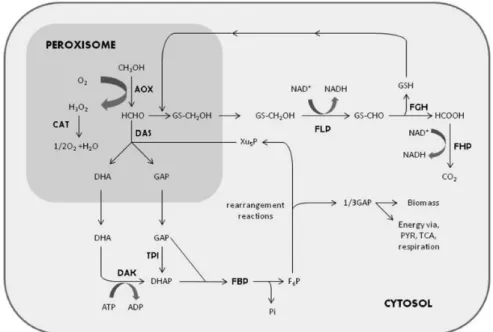 Figure 7 - Metabolic pathway that use methanol as a carbon source can be divided into  three steps
