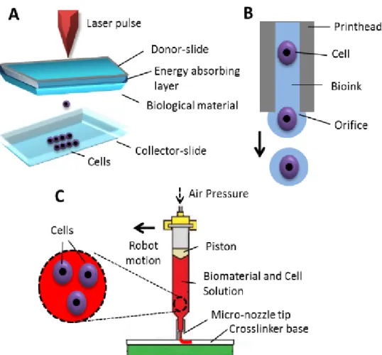 Figure 1 – Three bioprinting methods, laser-based bioprinting (A), inkjet-based bioprinting  (B), (C) extrusion-based bioprinting (B)