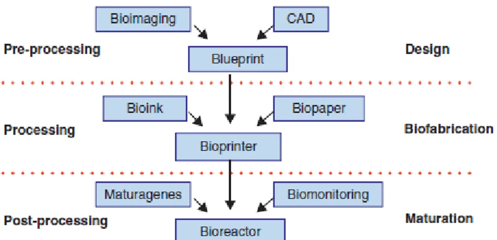 Figure 2 – Tissue bioassembly. Adapted from [14].