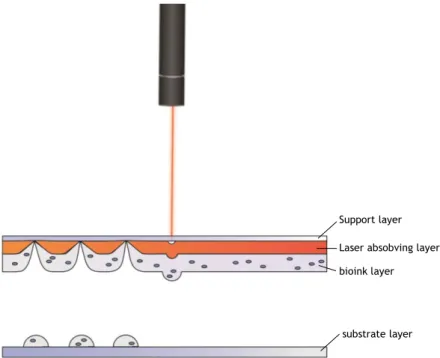 Figure 3 – Laser-based bioprinting process represented.  The laser absorving layer  when excited by a laser pulse projects the bioink onto the substrate layer