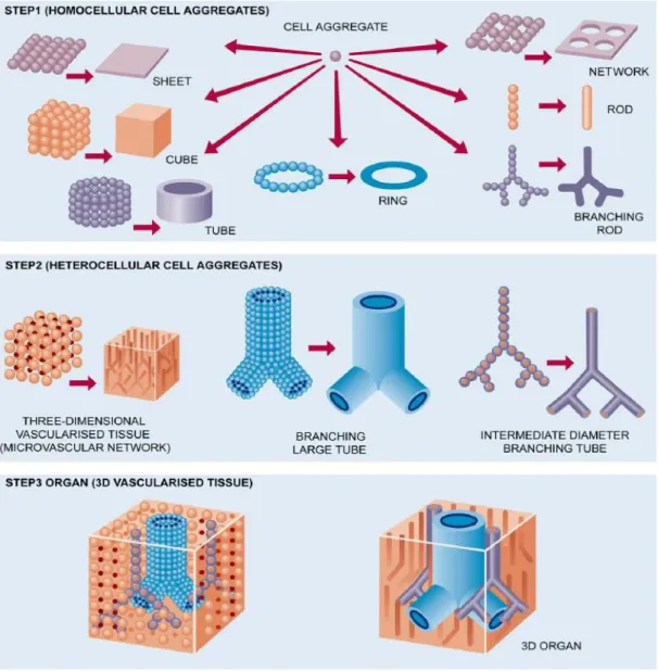 Figure 7 – Spheroid bioprinting process represented in its three steps. Adapted from [18]