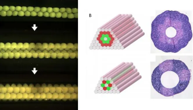 Figure 9 – Capilar printed layers watched by luminescence microscopy (A), Representation of two type of cell  capilar printed with the histological cuts after bioprinting (B)