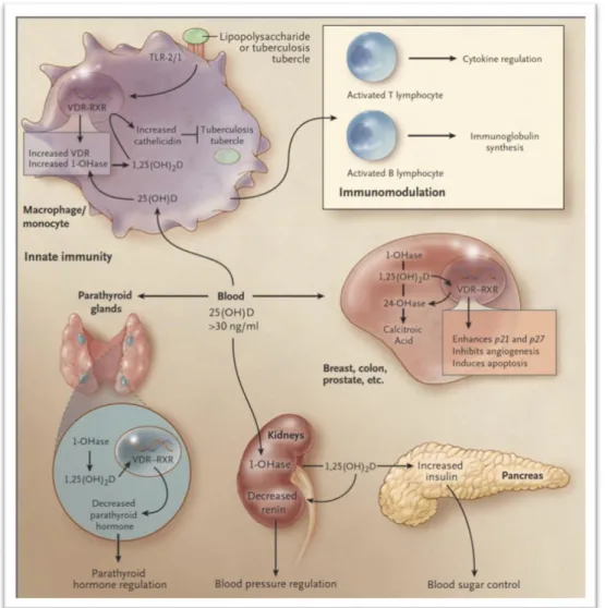 Figura 2 – Metabolismo da vitamina D: funções extra-esqueléticas (adaptado de Holick, 2007)