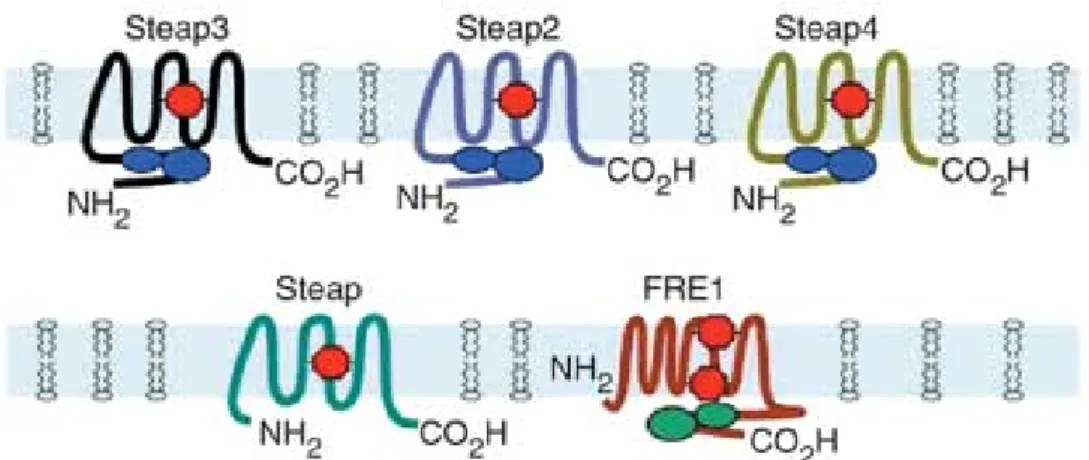 Figure 1- Schematic diagram of the structure of the Steap family and yeast FRE1. Blue  ovals  in  tandem  represent  the  flavin-NAD(P)H  binding  domain